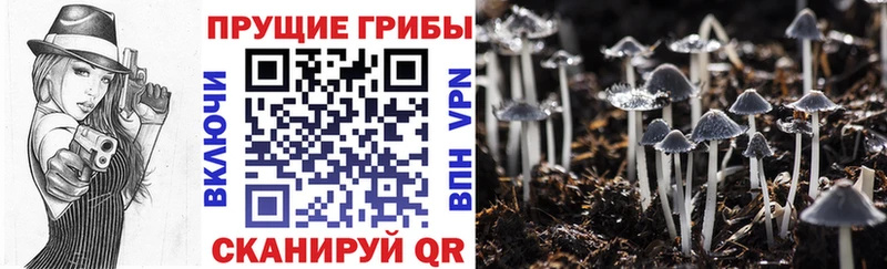 Псилоцибиновые грибы прущие грибы закладки Светлоград